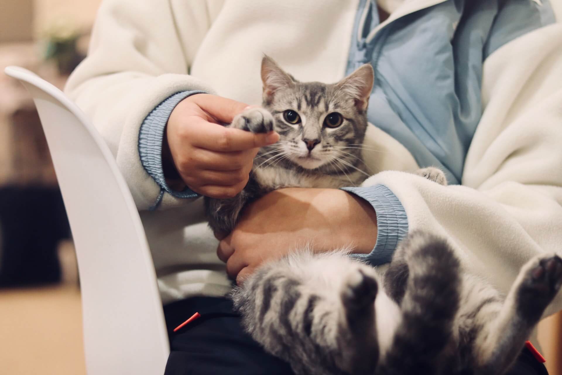 Virtual Veterinarian